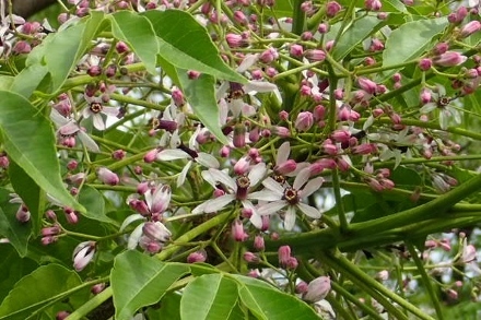 P5154747 (440x293).jpg