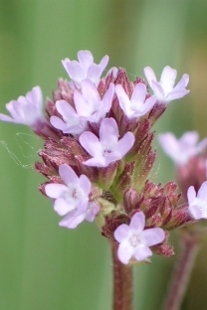 P5154990 (207x310).jpg