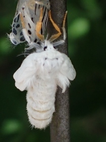 P5161884キアシドクガ (210x280).jpg
