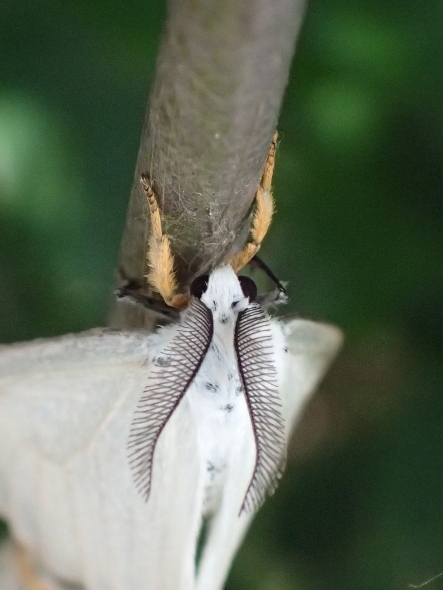 P5161886キアシドクガ (443x590).jpg