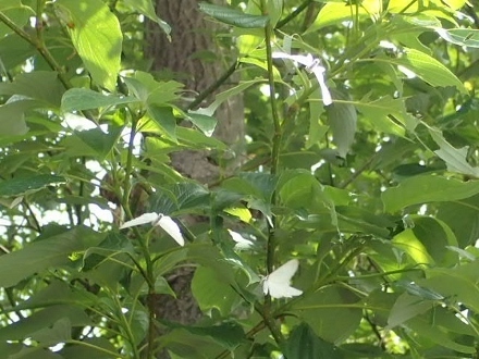 P5161893キアシドクガ群舞 (440x330).jpg