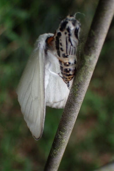 P5161925 (393x590).jpg