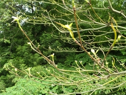 P5161928ミズキ再芽吹き (440x330).jpg