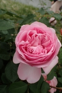 P5164773 (207x310).jpg