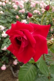 P5164774 (207x310).jpg