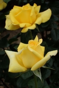 P5164776 (207x310).jpg