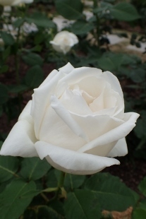 P5164780 (207x310).jpg