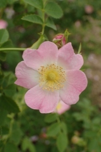 P5164782 (207x310).jpg