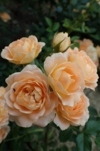 P5164783 (207x310).jpg