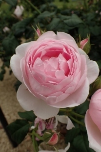 P5164784 (207x310).jpg