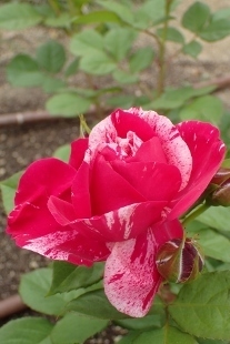 P5164785 (207x310).jpg