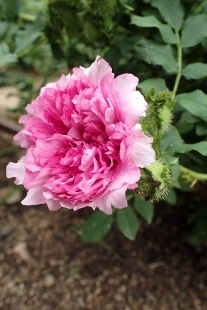 P5164786 (207x310).jpg