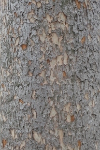 P5164788 (207x310).jpg