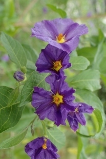 P5164791 (207x310).jpg