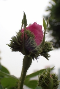 P5164792 (207x310).jpg