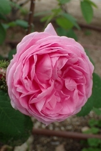 P5164793 (207x310).jpg