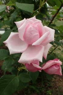 P5164794 (207x310).jpg