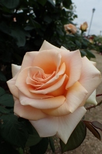 P5164796 (207x310).jpg