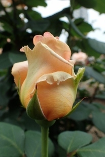 P5164800 (207x310).jpg