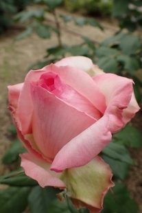 P5164801 (207x310).jpg