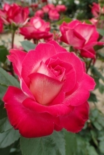 P5164802 (207x310).jpg
