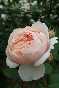 P5164805 (207x310).jpg