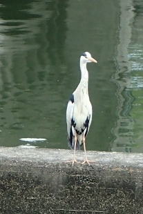 P5164815 (207x310).jpg