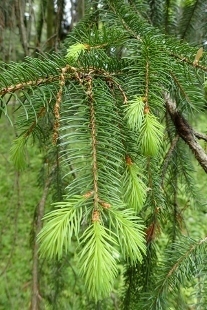 P5174902 (207x310).jpg