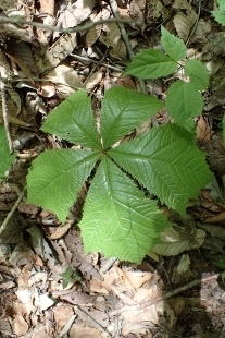 P5305061 (207x310).jpg