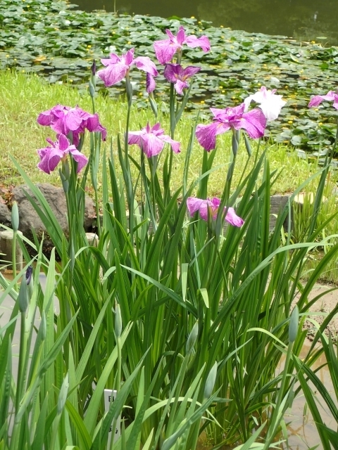 P6042266 䉑 niVEu ̏om.JPG