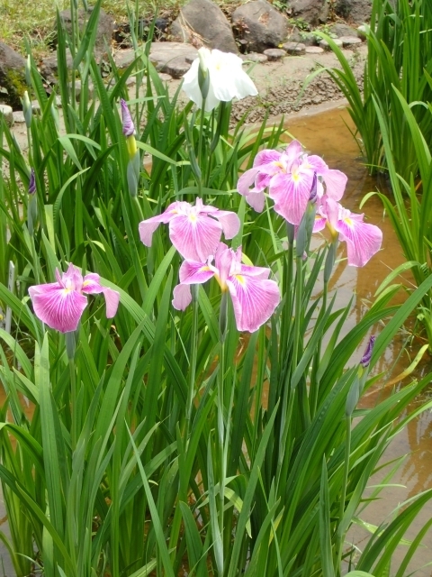P6042268 䉑 niVEu xm.JPG