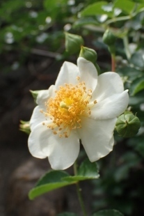 P6065202 (207x310).jpg
