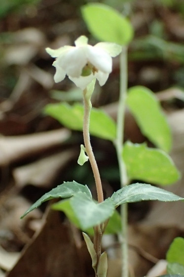 P6065214 (373x560).jpg