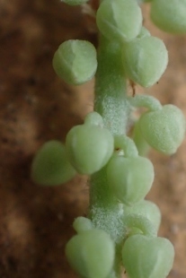 P6065216 (207x310).jpg