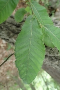 P6065217 (207x310).jpg