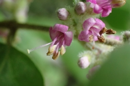 P6065229 (440x293).jpg