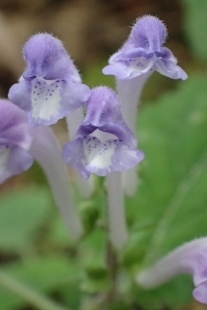 P6065235 (207x310).jpg