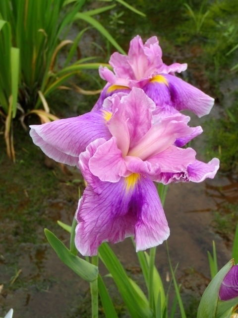 P6082366 kR Pm.JPG