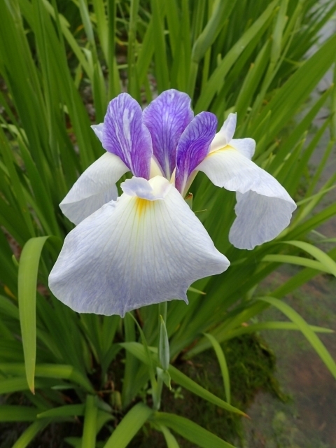 P6082368 kR [lm.JPG
