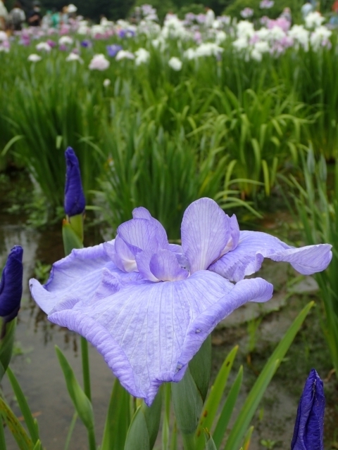 P6082375 kR niVEu Hm.JPG
