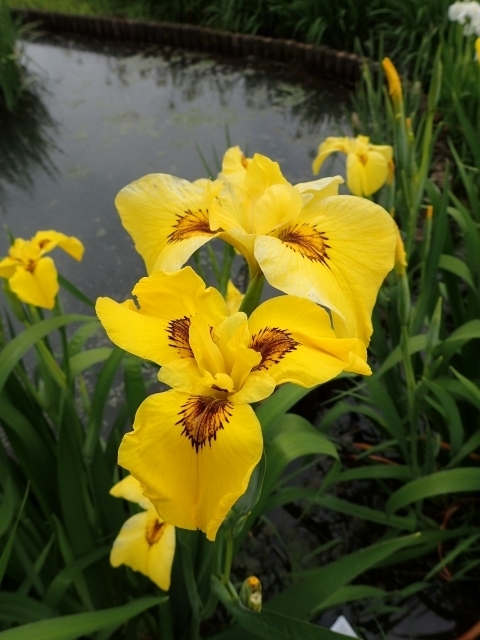 P6082427 ̉m.JPG
