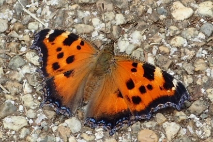 P6085254ヒオドシチョウ (440x293).jpg