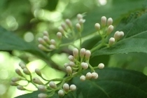 P6085267 (210x140).jpg