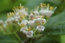 P6085270 (210x140).jpg
