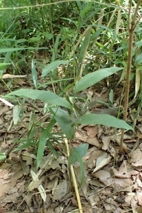 P6085278 (207x310).jpg