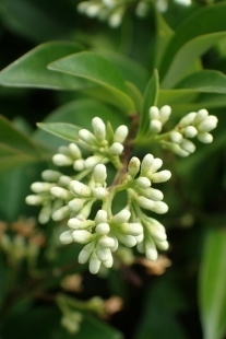 P6085293 (207x310).jpg