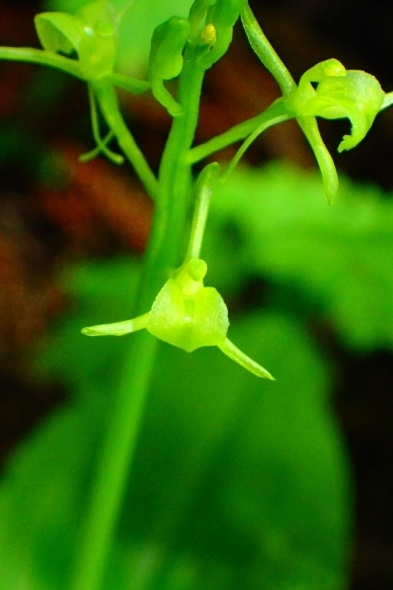 P6143259クモキリソウ (393x590).jpg