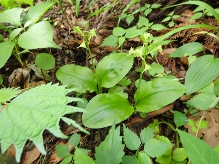 P6143375クモキリソウ (440x330).jpg