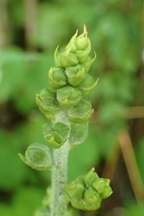 P6155382 (207x310).jpg