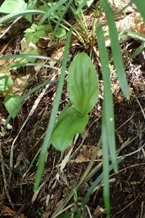 P6155385クモキリソウ (207x310).jpg